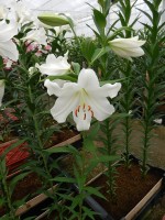 [5151 Polar DJ No02.JPG]